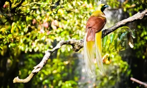 Birdwatching: Serunya Memantau Burung Endemik Indonesia