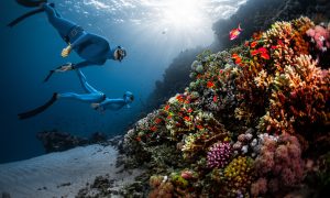 Menikmati Keindahan Bawah Laut Indonesia dengan Freediving